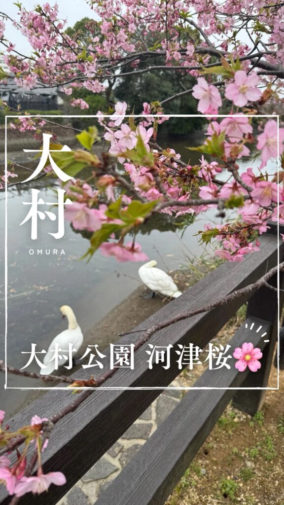 【長崎・大村公園】桜🌸今が見頃！水面に映る河津桜と白鳥🌸🦢